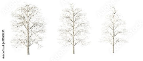 isolated cutout tree tilia in 3 different variation, daylight, summer season, best use for landscape design, and post pro render
