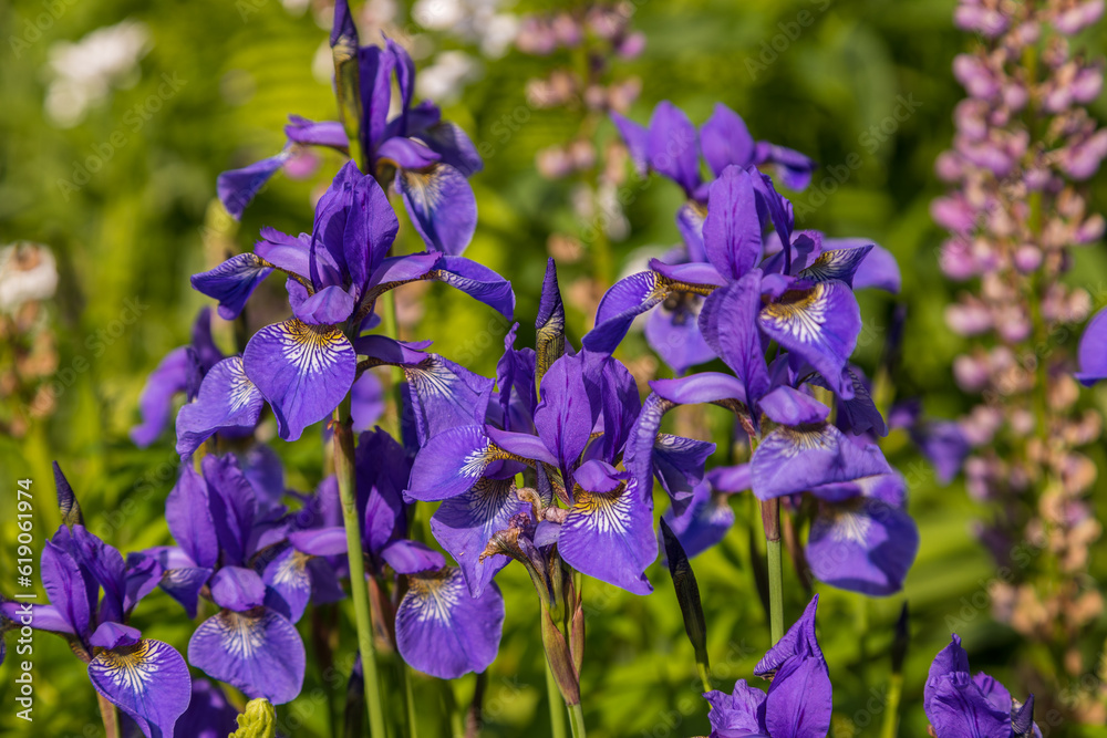 Purple iris flowers in the park in Smielow. Poland.