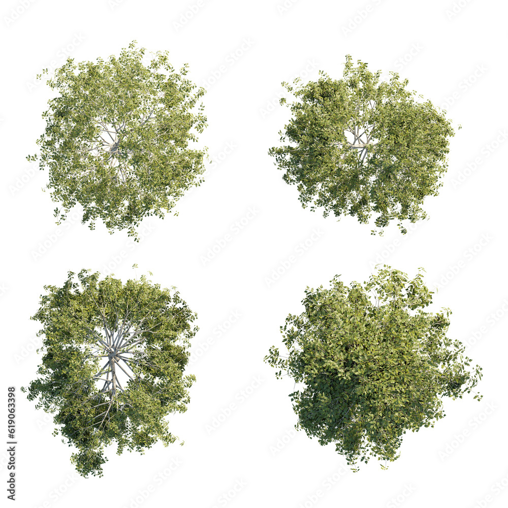 Ταπετσαρία isolated betula tree from top view, best use for architecture plan design,best use for landscape design