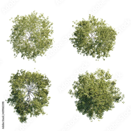 Foto isolated betula tree from top view, best use for architecture plan design,best use for landscape design