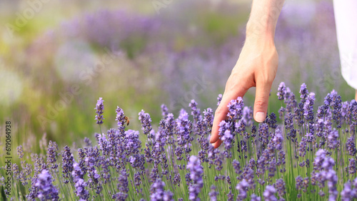 Fototapeta Naklejka Na Ścianę i Meble -  Woman's hand in lavender flowers. A woman's hand touches lavender flowers on a sunny summer day. The concept of natural cosmetics. Place for text. Selective focus. Banner