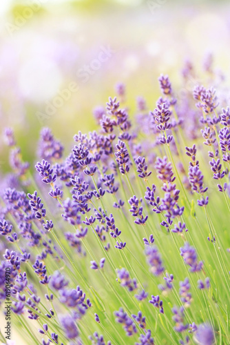 Lavender flowers with selective focus. Beautiful blooming lavender field on a summer day  close-up. Aromatherapy. The concept of natural cosmetics and medicine