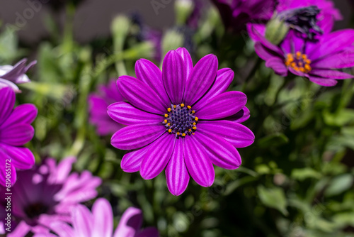 Purple ox-eye daisies  also known as dog daisy or marguerite  latin  leucanthemum vulgare 