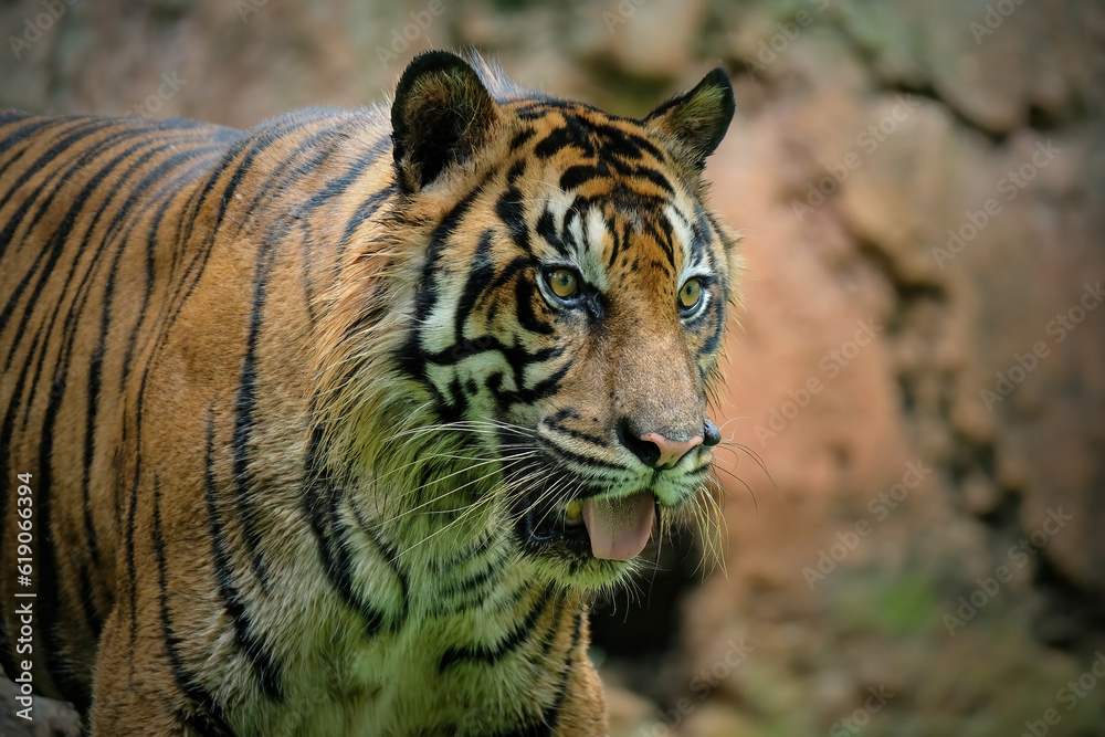 portrait of a tiger portrait of a tiger