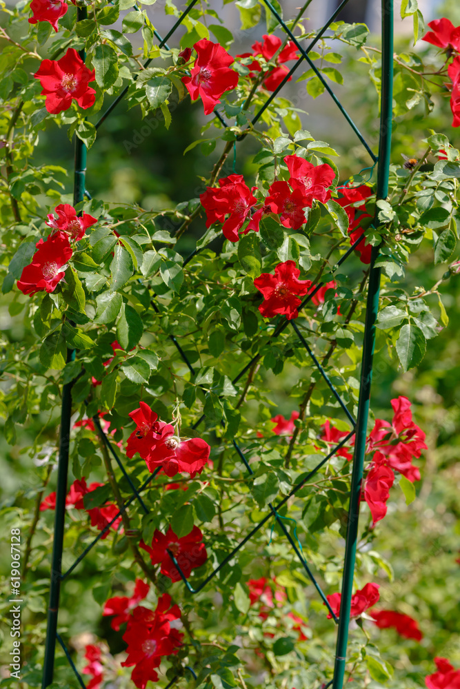 Beautiful red climbing rose in the garden of roses. Blooming Roses on the Bush. Growing roses in the garden Beautiful red climbing rose in the garden of roses. Blooming Roses on the Bush. Growing roses in the garden