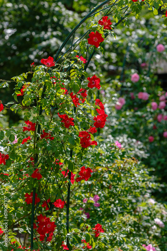 Beautiful red climbing rose in the garden of roses. Blooming Roses on the Bush. Growing roses in the garden