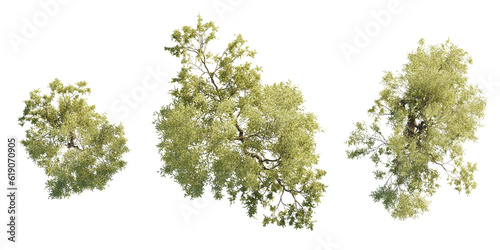 isolated salix tree from top view, best use for architecture plan design,best use for landscape design.