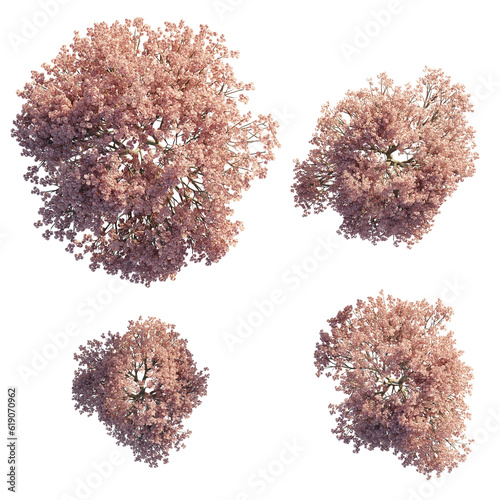 isolated prunus tree from top view, best use for architecture plan design,best use for landscape design.