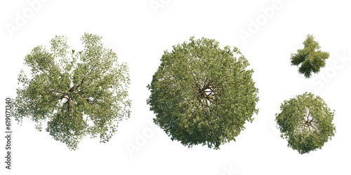 isolated quercus tree from top view, best use for architecture plan design,best use for landscape design. photo