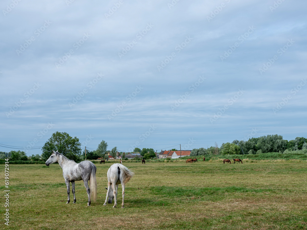 Fototapeta premium horses in meadow near brugge and oostende in west flanders summer meadow