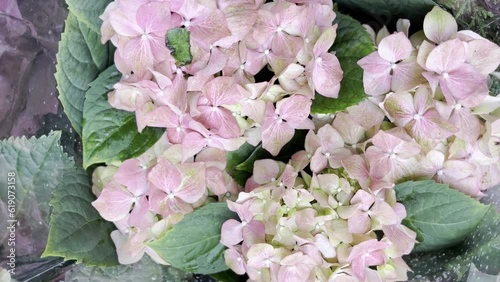 Pink, blue, lilac, violet, purple Hydrangea flower (Hydrangea macrophylla) blooming bouquets in a flower shop. Hydrangea macrophylla. Video clip photo