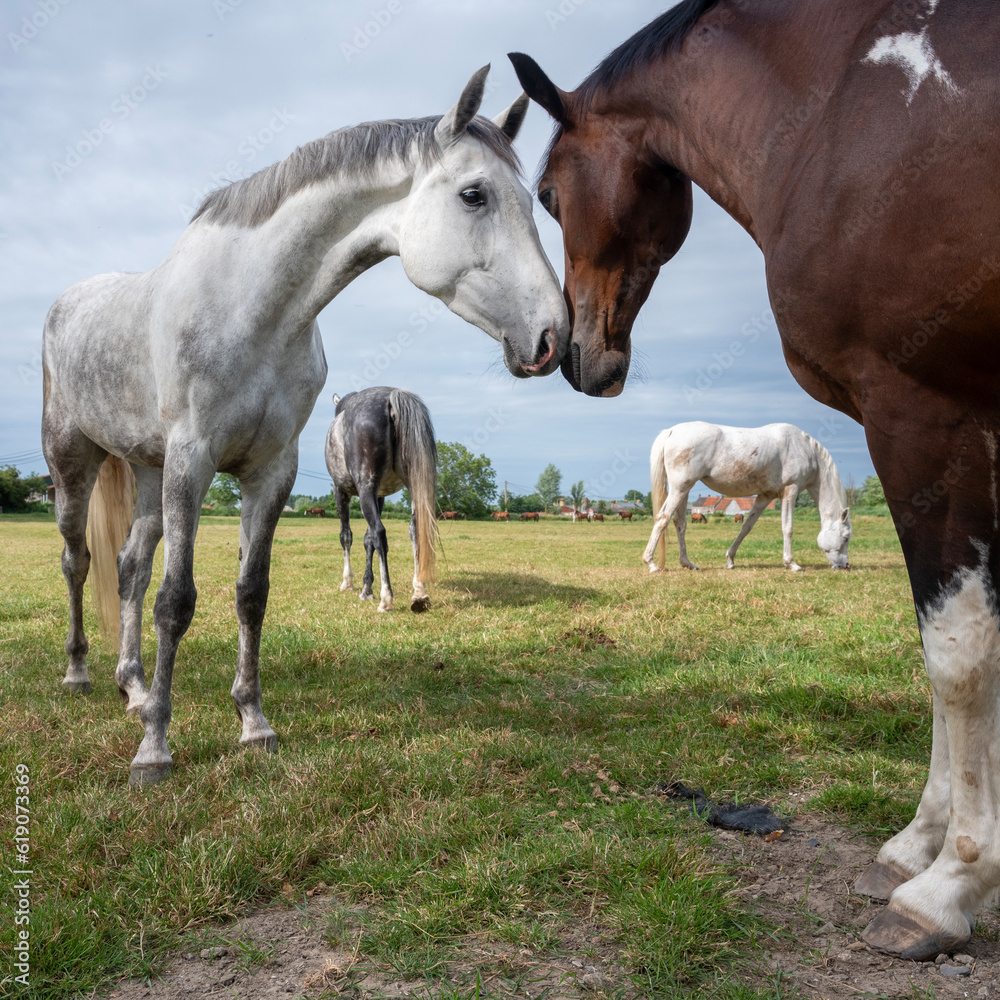 Obraz premium horses in meadow near brugge and oostende in west flanders summer meadow
