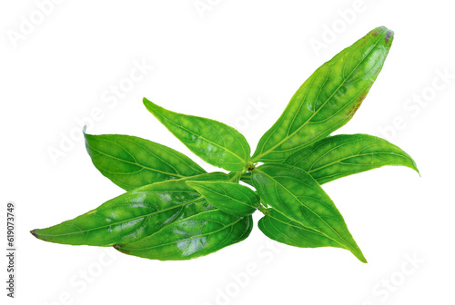 Andrographis paniculata plant on transparent png photo