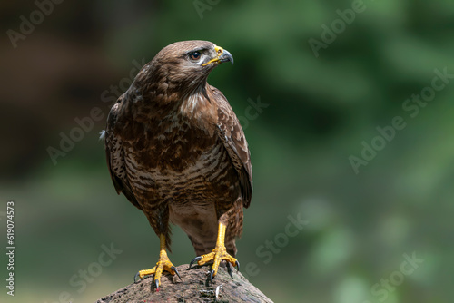 A beautiful Common Buzzard (Buteo buteo) sitting on a branch post at a pasture looking for prey. Noord Brabant in the Netherlands. Green background. 