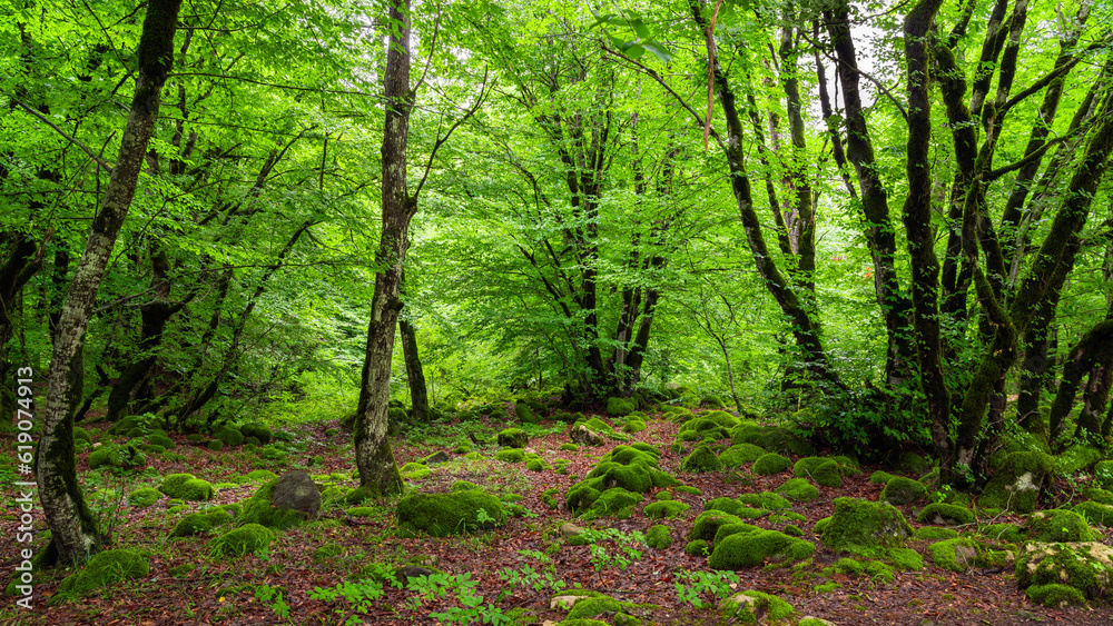 Fototapeta premium Moss overgrown boulders in a green wet forest