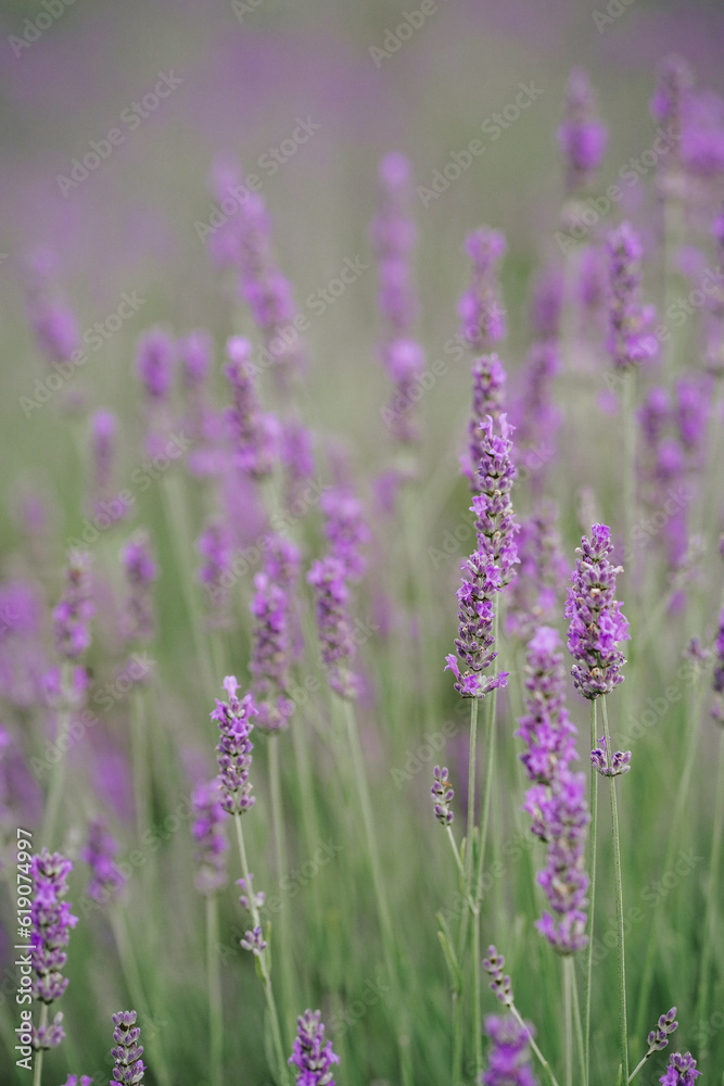 Obraz premium Beautiful lavander field on the sunset. Fragrant lavender flowers close up. French romance. Picturesque countryside in France