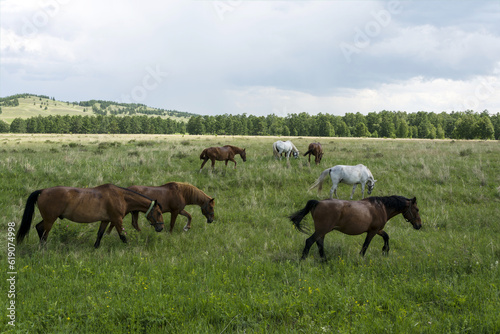Dark and light horses graze on a green meadow against a background of forest and hills  © Лозовая Людмила
