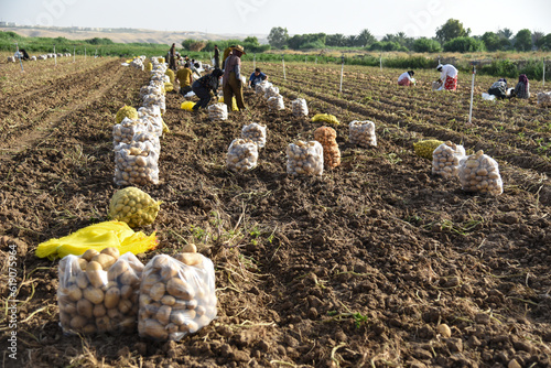 Potatoes Field workers are working in the background 