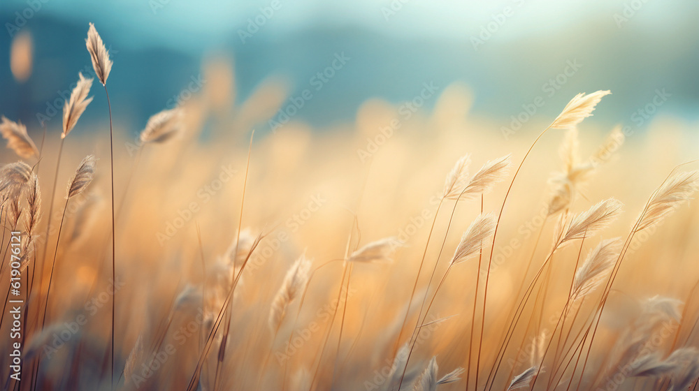 Wheat on the sunlight