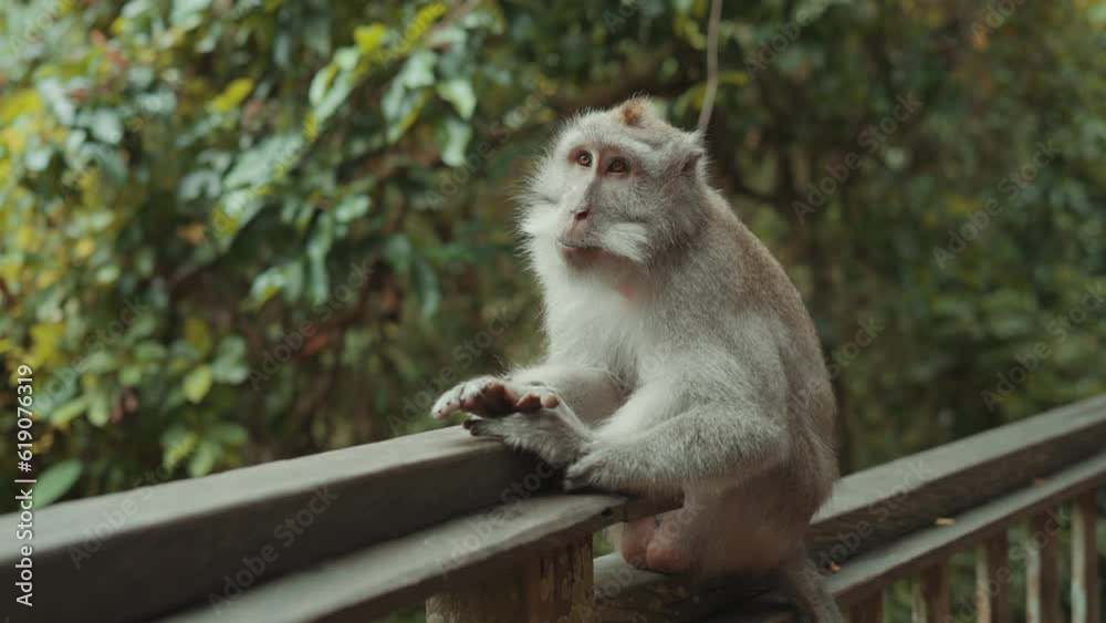 Macaca fascicularis The crab-eating macaque or long-tailed macaque at Sacred Monkey Forest Sanctuary Ubud Bali Indonesia Macaca fascicularis The crab-eating macaque or long-tailed macaque at Sacred Monkey Forest Sanctuary Ubud Bali Indonesia