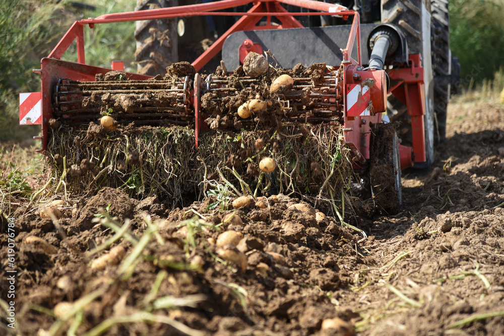 Potatoes Farm, Tractor working in the background Potatoes Farm, Tractor working in the background
