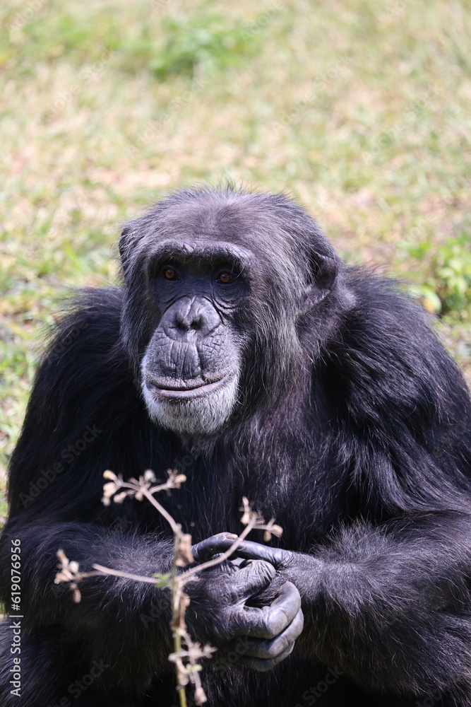 Chimpanzee Chimpanzee