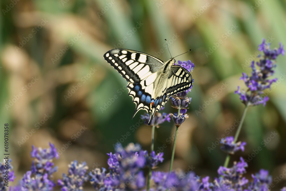 Old World Swallowtail or common yellow swallowtail (Papilio machaon) sitting on lavender in Zurich, Switzerland Old World Swallowtail or common yellow swallowtail (Papilio machaon) sitting on lavender in Zurich, Switzerland
