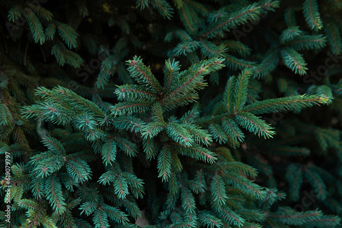 Top down view above Dark green color of Australian pine or conifer leaves in a garden texture black background