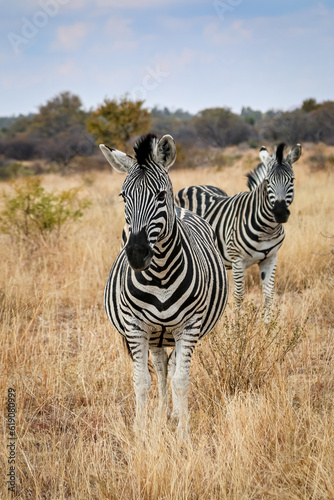 zebra in the wild