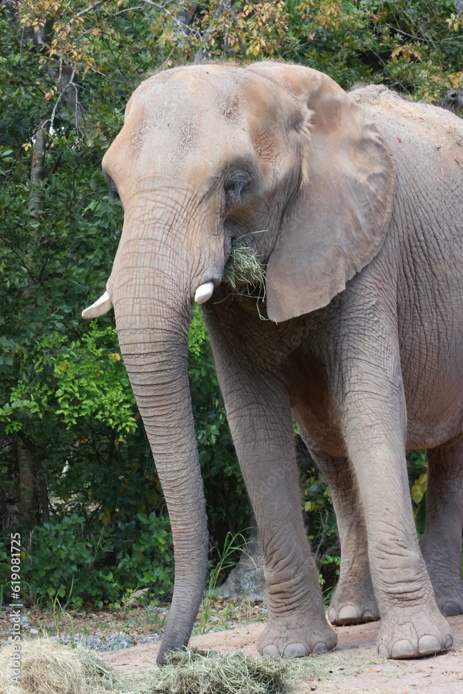 Fototapeta premium Elephant