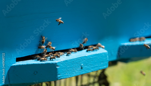 A lot of bees at the entrance to the blue wooden beehive in the apiary.
