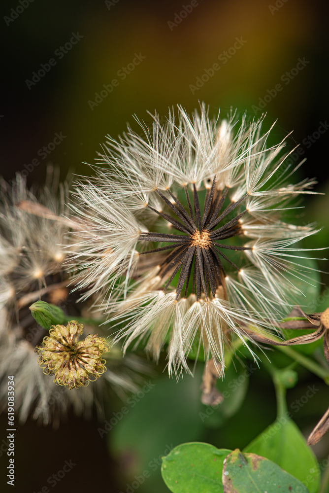 Dandelion, beautiful dandelion in a garden in Brazil, selective focus. Dandelion, beautiful dandelion in a garden in Brazil, selective focus.