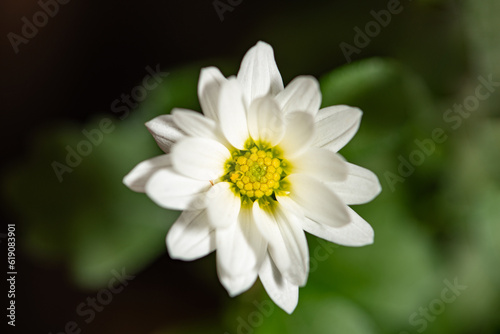 White flower  beautiful mini white flower and yellow core  selective focus.