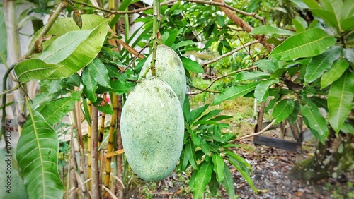 Ripe manggoe in home gardenn