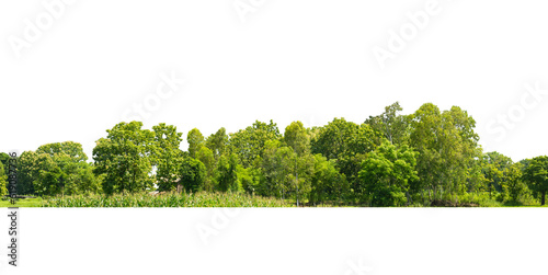 Group green tree isolate on white background. Cutout tree line. Row of green trees and shrubs in summer isolated on white background. ForestScene. High quality clipping mask. Forest and green foliage.