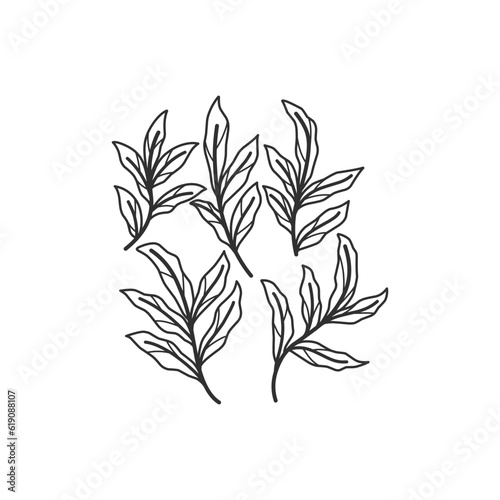 Floral branch and minimalist leaves for logo or tattoo. Hand drawn line wedding herb  elegant wildflowers. Minimal line art drawing for print  cover or wallpaper