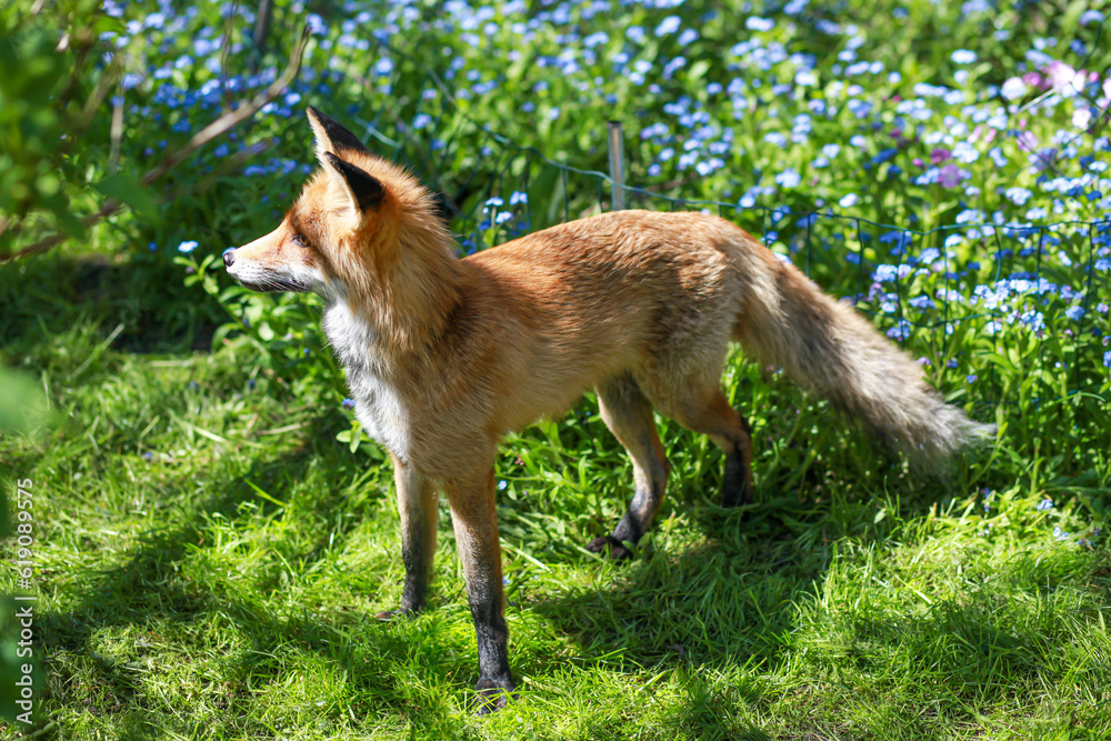 red fox and forget-me-nots red fox and forget-me-nots
