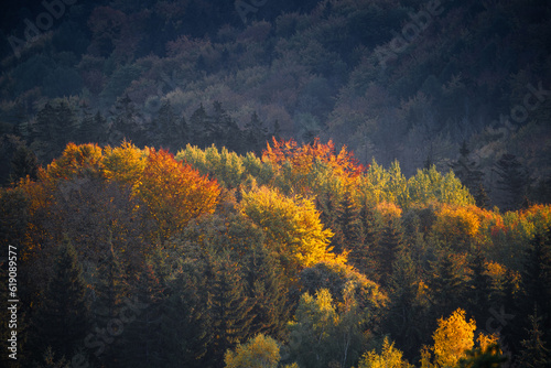 Autumn Trees in a Mountainous Forest.