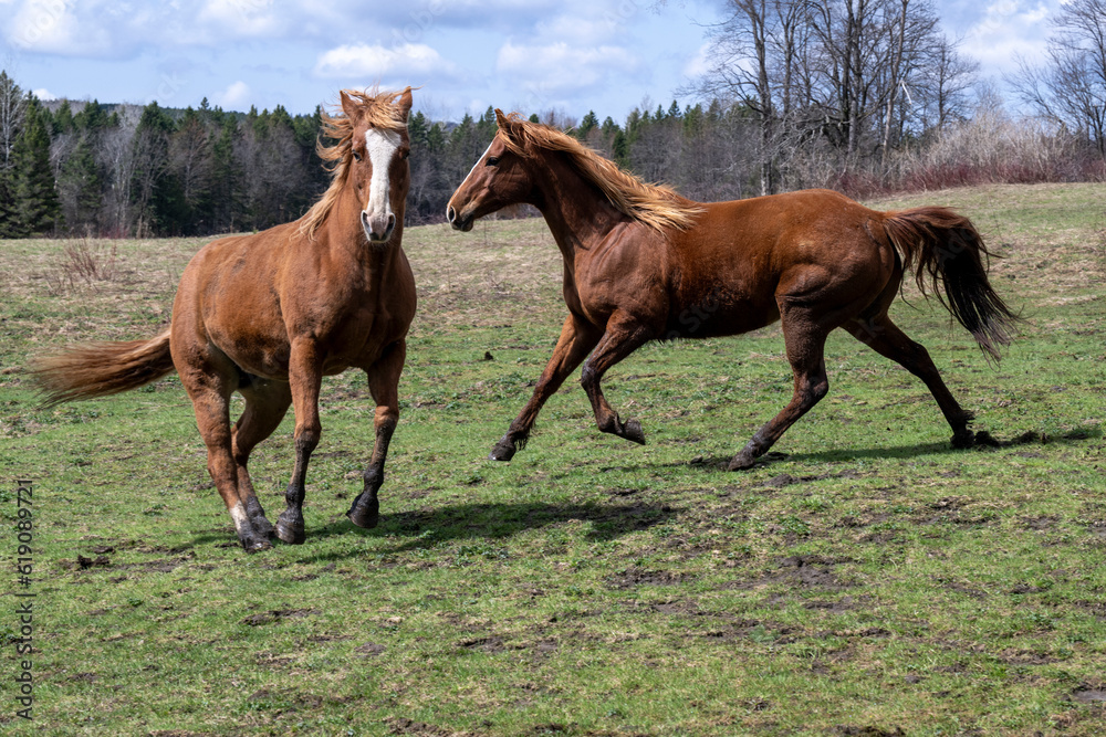 Two beautiful quarter horses running in a field Two beautiful quarter horses running in a field