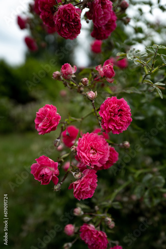 Fototapeta Naklejka Na Ścianę i Meble -  Roses pink blanc white garden bloom 