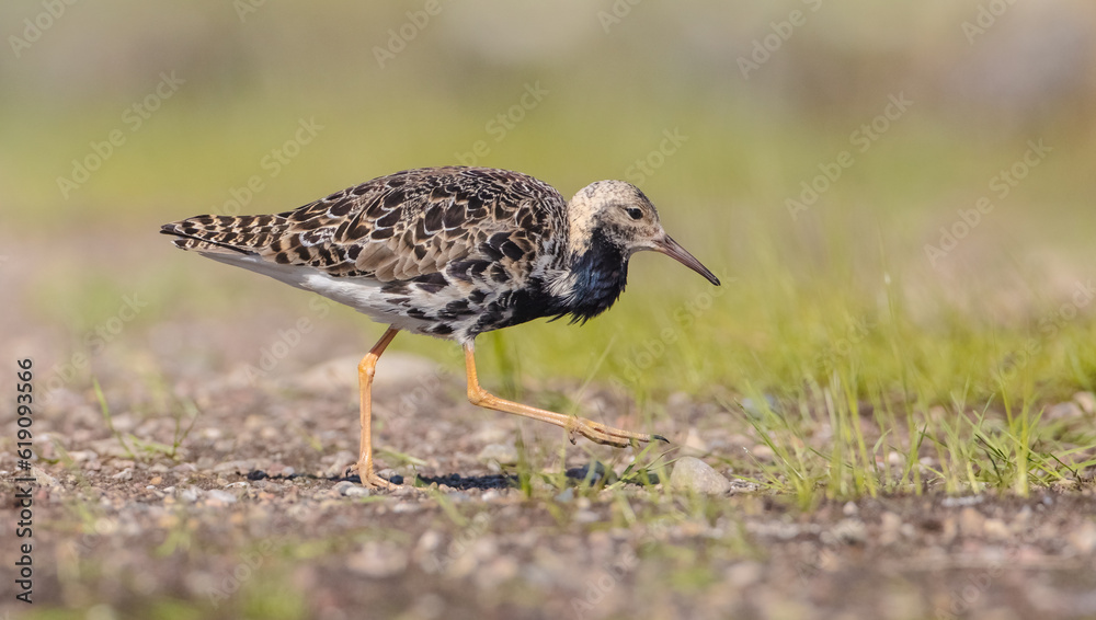 Ruff - male bird at a wetland on the mating season in spring Ruff - male bird at a wetland on the mating season in spring
