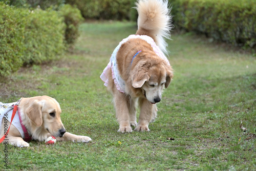 待ったりする愛犬