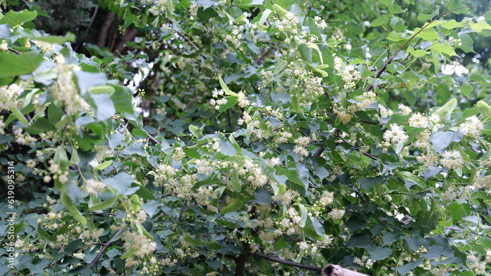 Linden Tree Branhces with full of linden Linden Tree Branhces with full of linden
