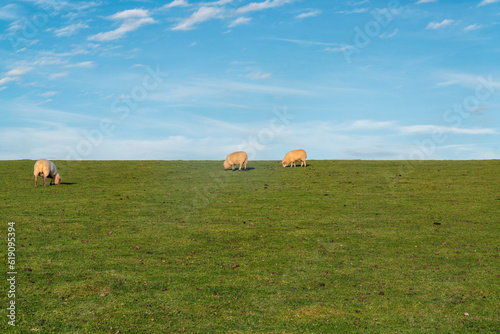 Sheeps in the field with a clear blue sky in the background