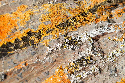 Liquenes y musgos que crecen sobre las rocas de la cordillera de los Andes en Mendoza Argentina. Son coloridos , variados y dan textura a las rocas