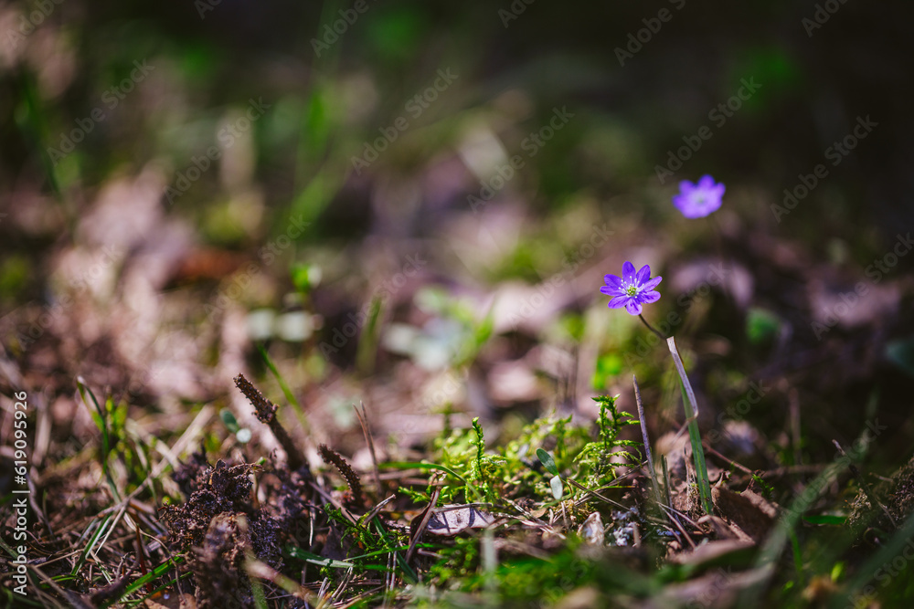 spring crocus flowers spring crocus flowers