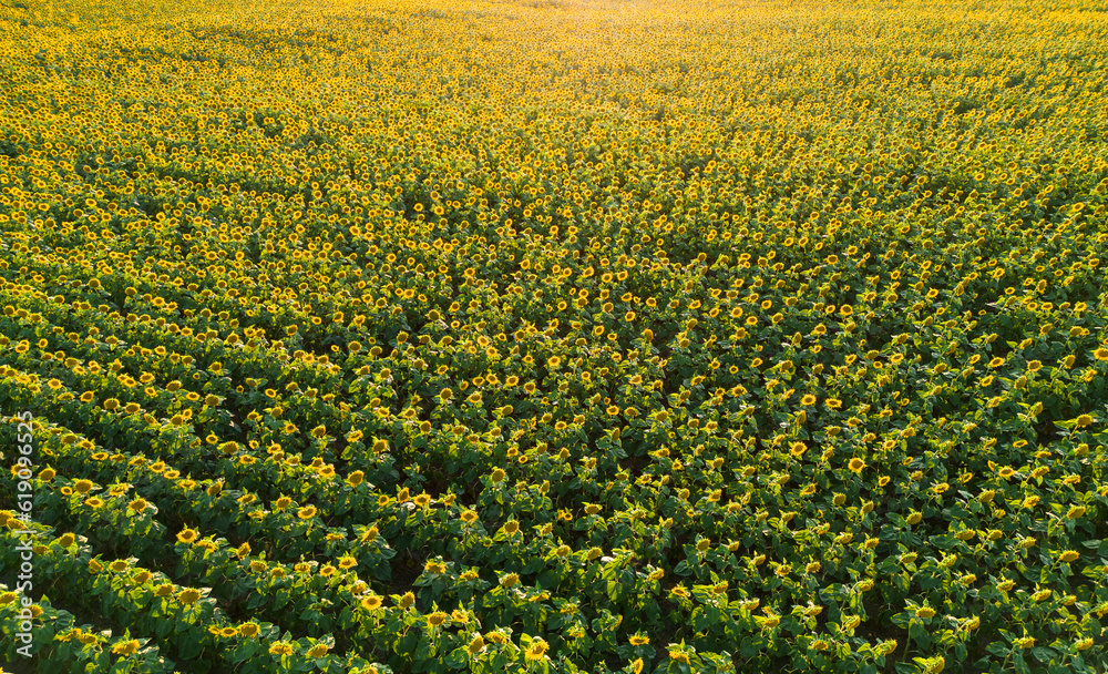 Endless Sunflower Fields: Aerial View of Vibrant Blooms Stretching to infinity