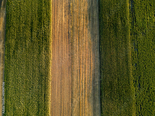 Fotografía Vibrant Patchwork: Aerial View of Green and Gold Cultivated Fields in Harmonious