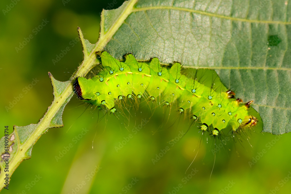 Naklejka premium Larvae of the yellow thorn moth, an insect that inhabits wild plants