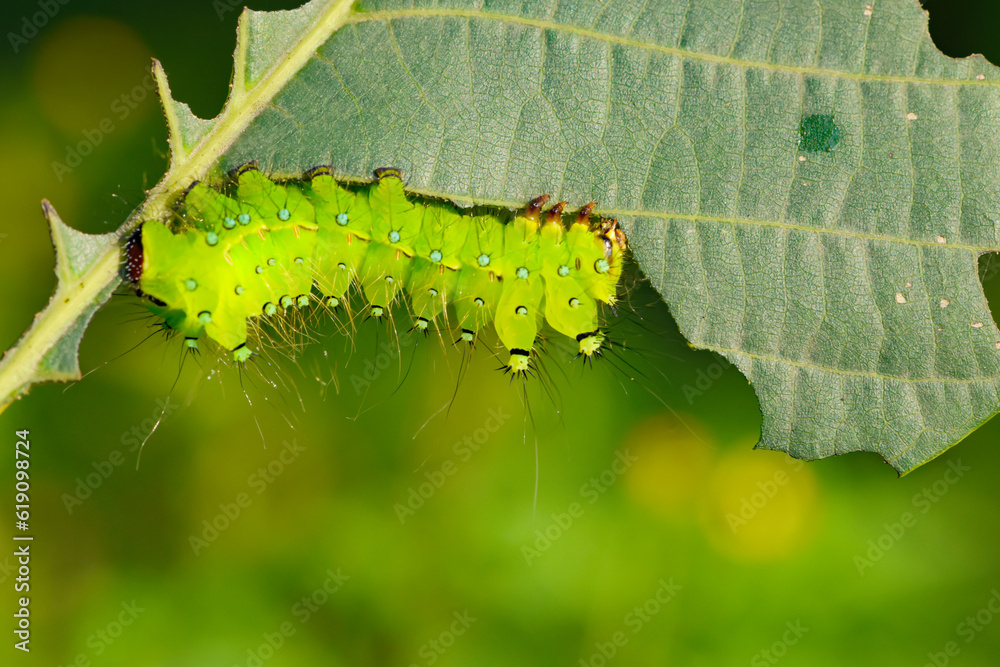 Naklejka premium Larvae of the yellow thorn moth, an insect that inhabits wild plants
